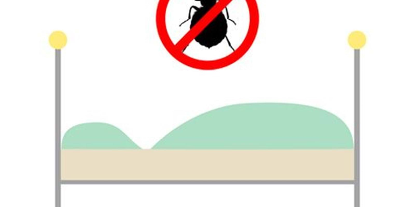 How can I ensure that bed bugs will not return