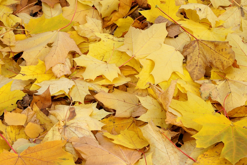 Un locataire vend les plantes et arbustes de son immeuble