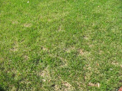 Il est possible d'avoir une belle pelouse en respectant l'environnement