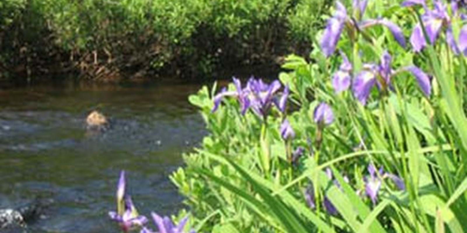 Deuxième Salon national de l'environnement, du 8 au 10 juin 2007