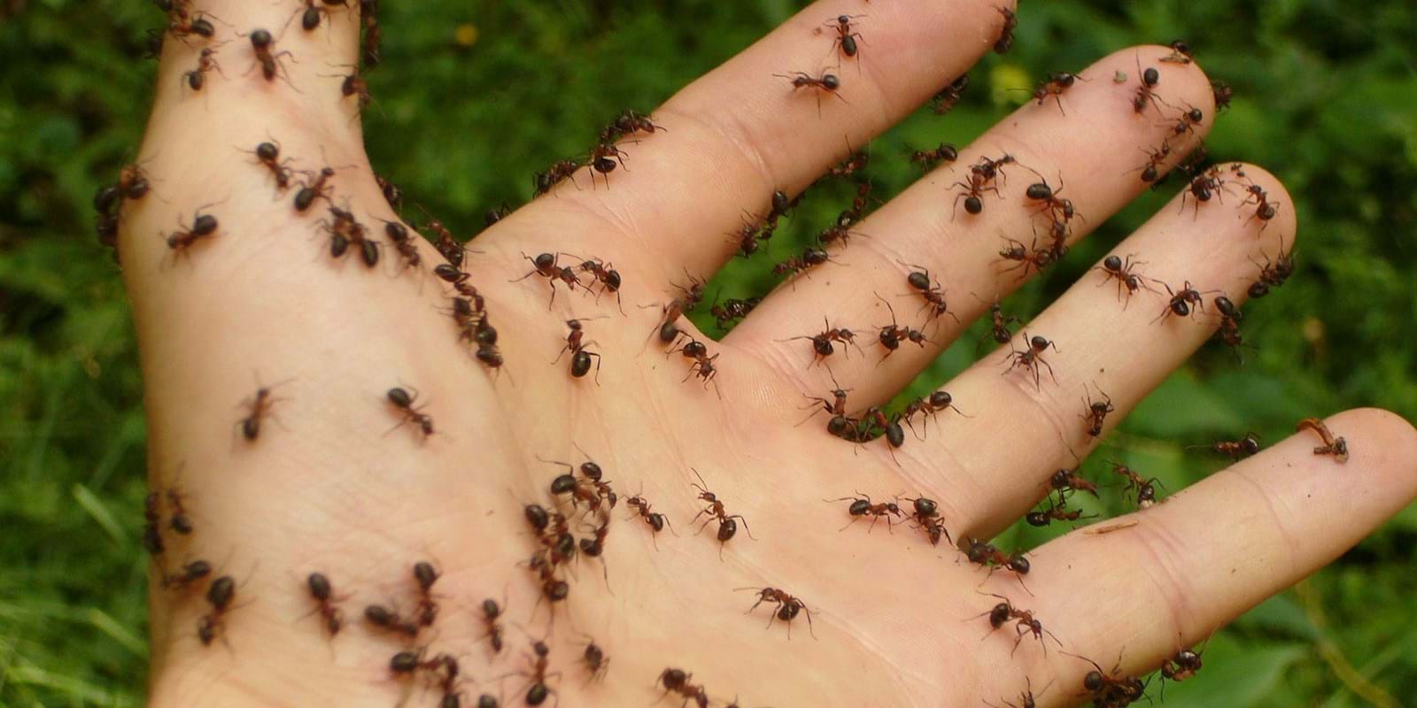 L’extermination des fourmis