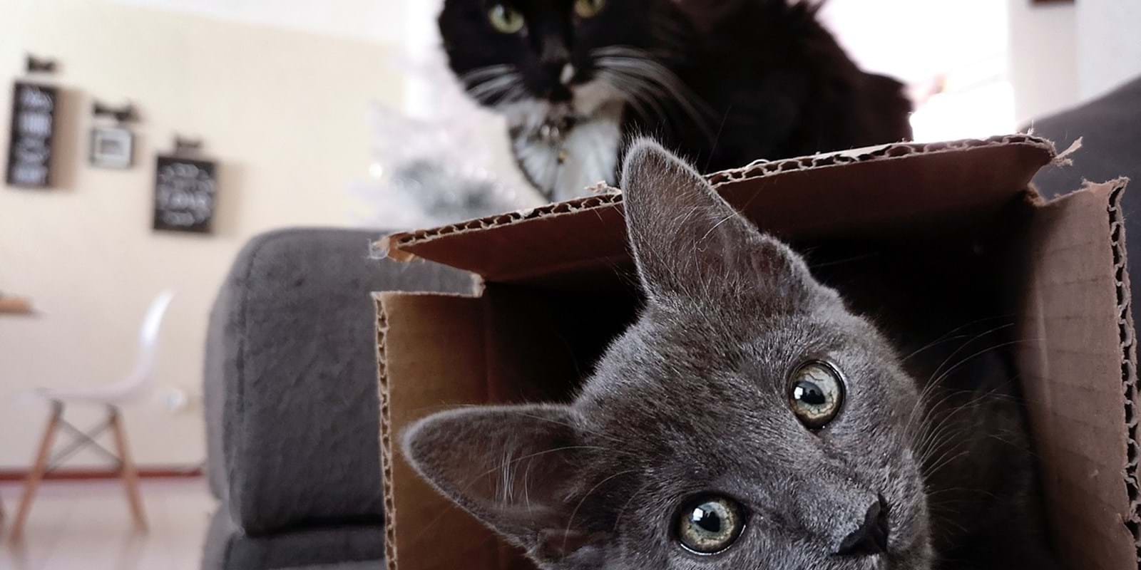 Abandoned animals in the dwellings