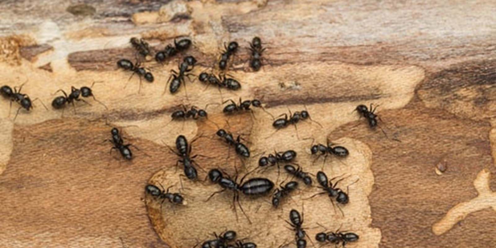 Les fourmis charpentières