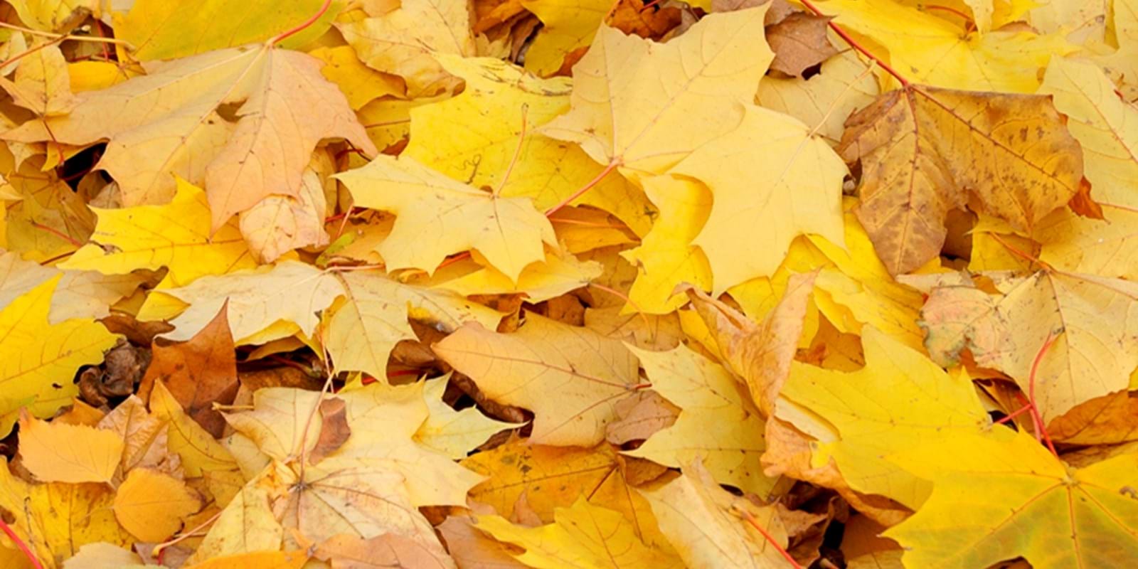 Falling of the leaves, the neighbours owe each other tolerance