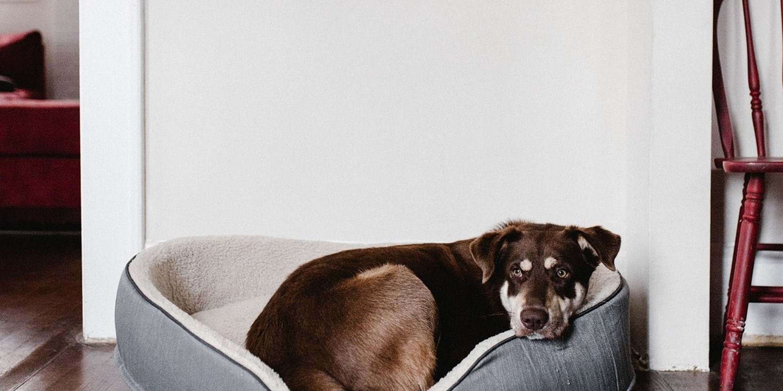 Domestic Animals in Rental Housing