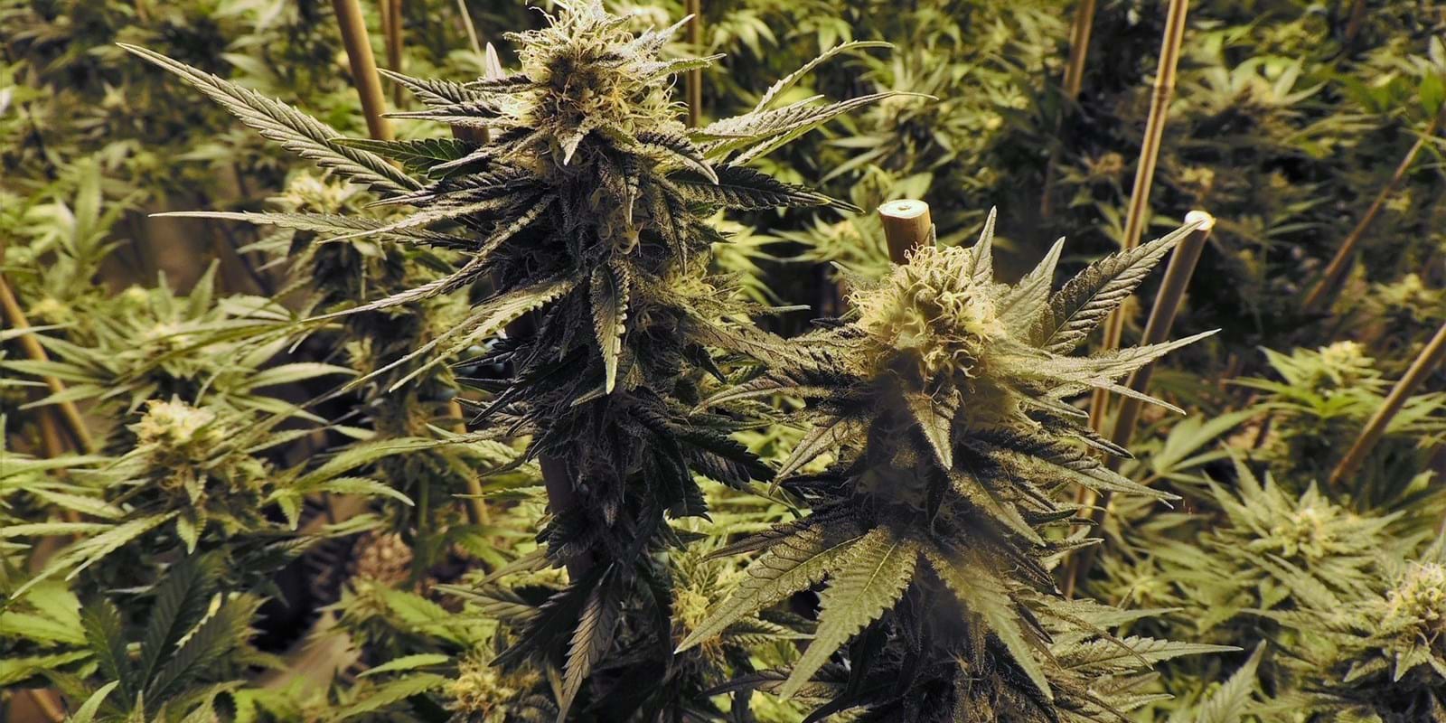 Cannabis cultivation at home: The Supreme Court will hear the case in September 2022