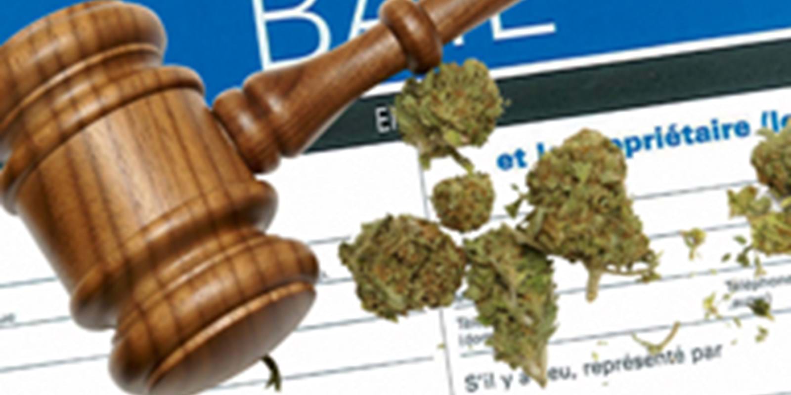 Le Cannabis, qu'en est-il actuellement dans nos logements?