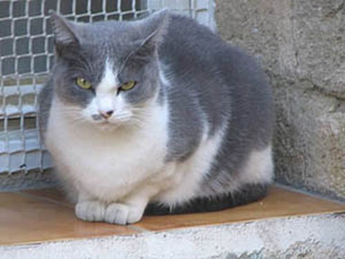 Animaux abandonnés : Les nouvelles mesures porteront-elles fruit?