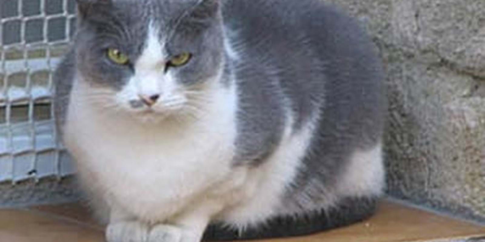 Animaux abandonnés : Les nouvelles mesures porteront-elles fruit?